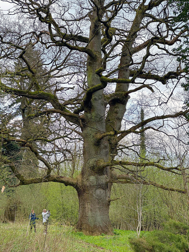 Abb. 3. Blücherhof, Lkr. Mecklenburgische Seenplatte, ca. 500 Jahre alte Eiche im Park von Blücherhof, 2023 (Foto: LAKD M-V/LD, J. M. Müller). 