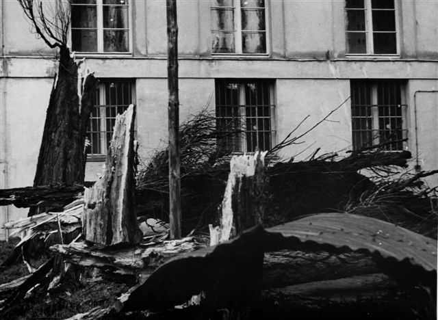 Download: Abb. 5: 1952: Sturmschäden an den Bäumen auf dem Hof, Quelle: LHAS, 13.4-3,13.2-1/1 Abb. 5: 1952: Sturmschäden an den Bäumen auf dem Hof, Quelle: LHAS, 13.4-3,13.2-1/1
