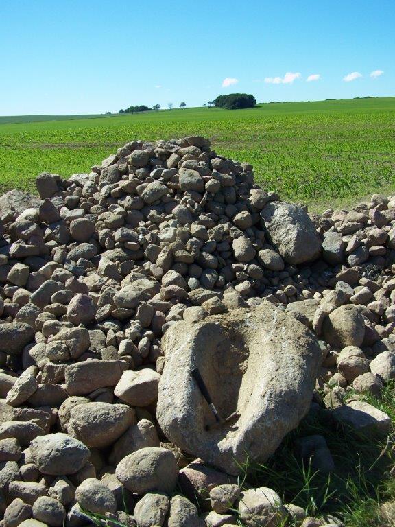 Abbildung 1. Polkvitz, Lkr. Vorpommern-Rügen. Typisch für den Fundort einer vorgeschichtlichen Trogmühle sind landwirtschaftliche Lesesteinhaufen 