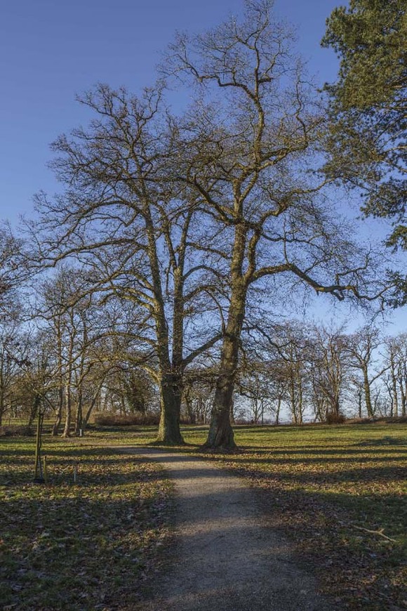 Abb. 7. Raben Steinfeld, Lkr. Ludwigslust-Parchim, Park, Solitärbäume, 2026. 