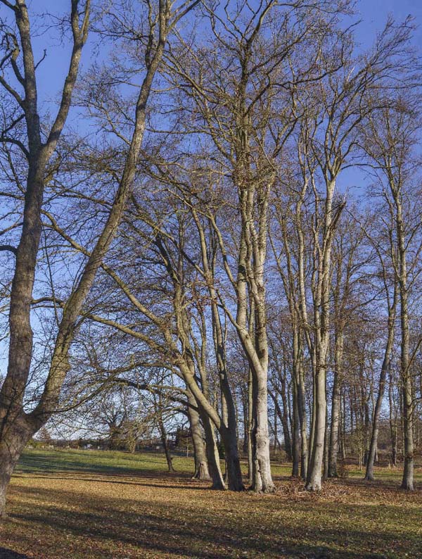 Abb. 1. Raben Steinfeld, Lkr. Ludwigslust-Parchim, Park, Baumcluster (Clump) aus Rotbuchen, 2026. 