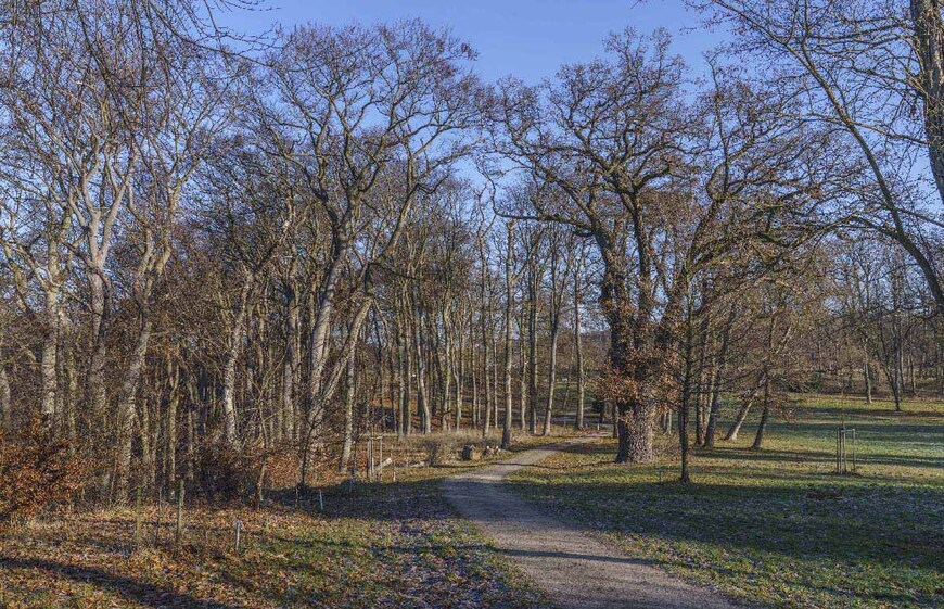 Abb. 2. Raben Steinfeld, Lkr. Ludwigslust-Parchim, Park, Buchenhallenwald in den Randbereichen, 2026. 