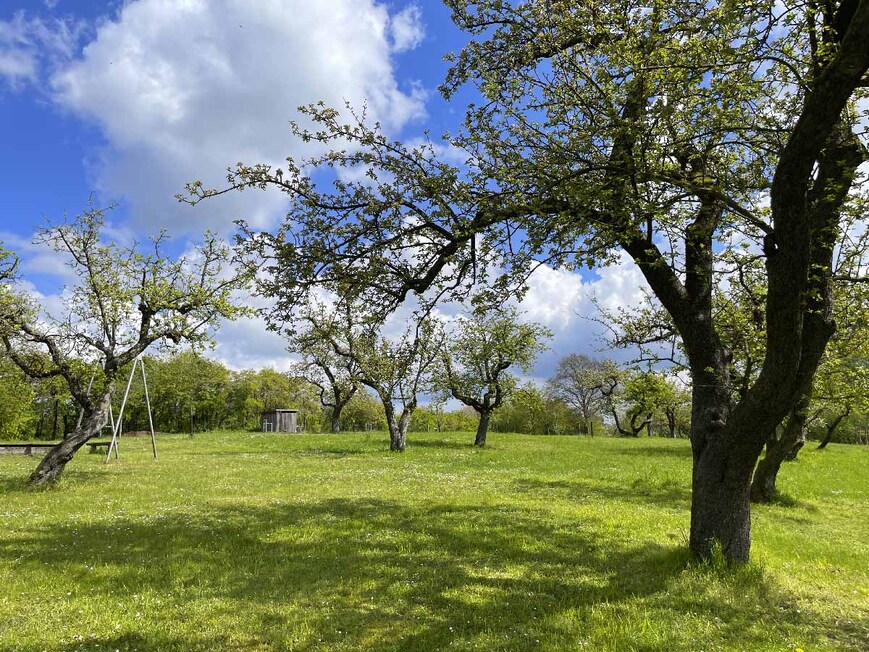 Download: Abb. 13. 2016 wiederhergestellte Obstwiese unter Erhaltung der Bestandsbäume (LAKD M-V/LD, Dr. Ewa de Veer) Abb. 13. 2016 wiederhergestellte Obstwiese unter Erhaltung der Bestandsbäume