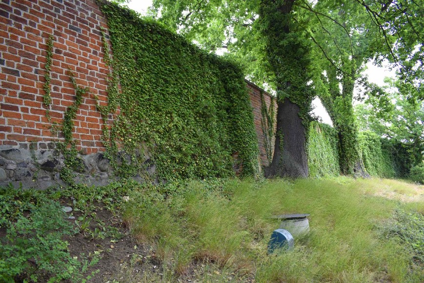 Abb. 1. Parchim (Lkr. Ludwigslust-Parchim), Stadtbefestigung, Wallanlage, 2021. 