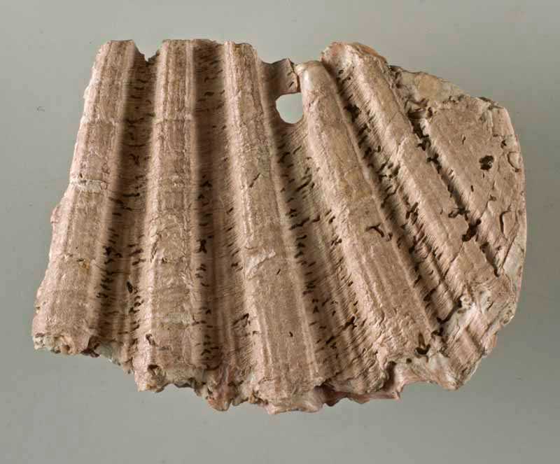 Abb. 1: Altentreptow, Pilgermuschel, Vorderseite 