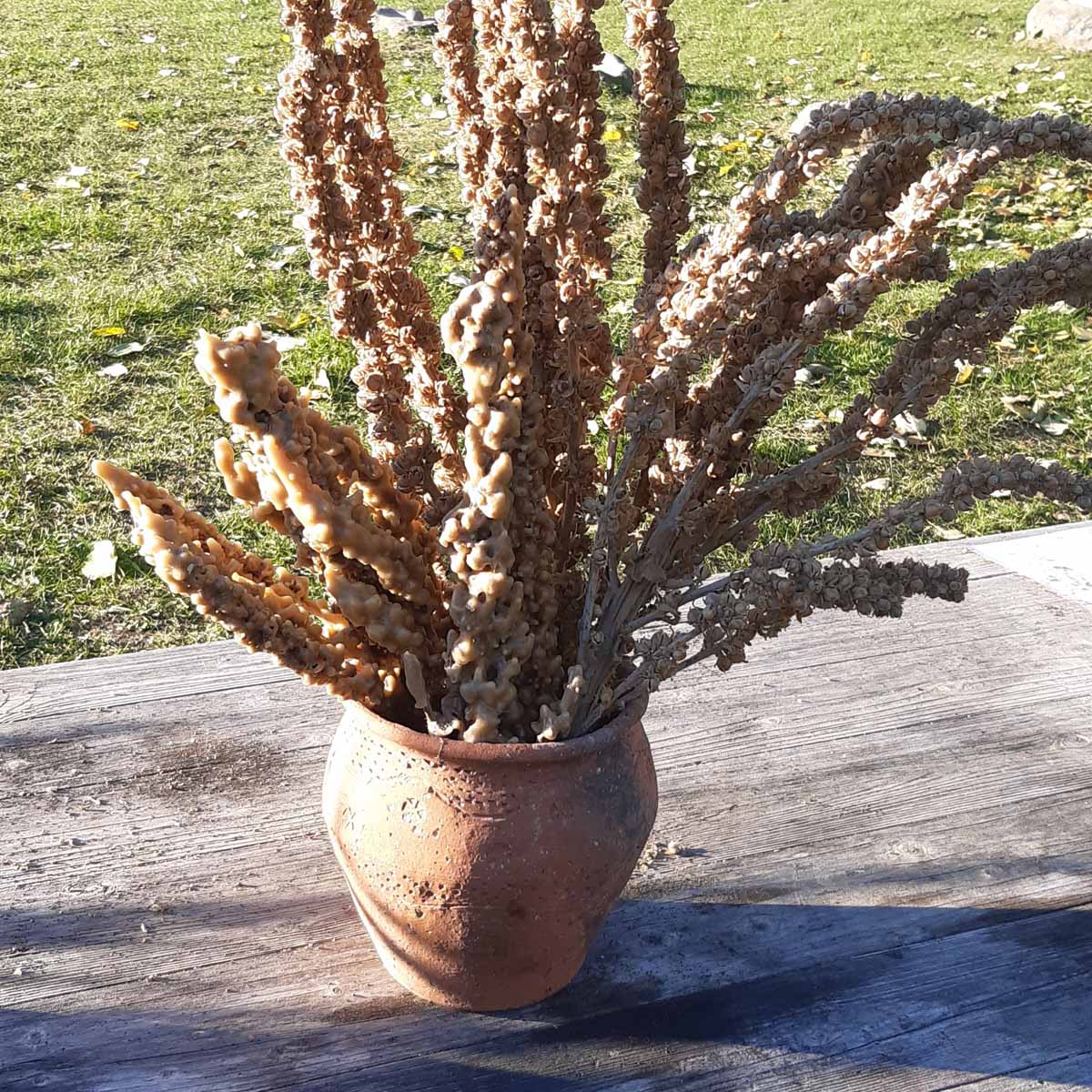 Kerzen nach mittelalterlichem Vorbild aus Pflanzen und Bienenwachs. Foto: LAKD M-V, Landesarchäologie, Heike Pilz.