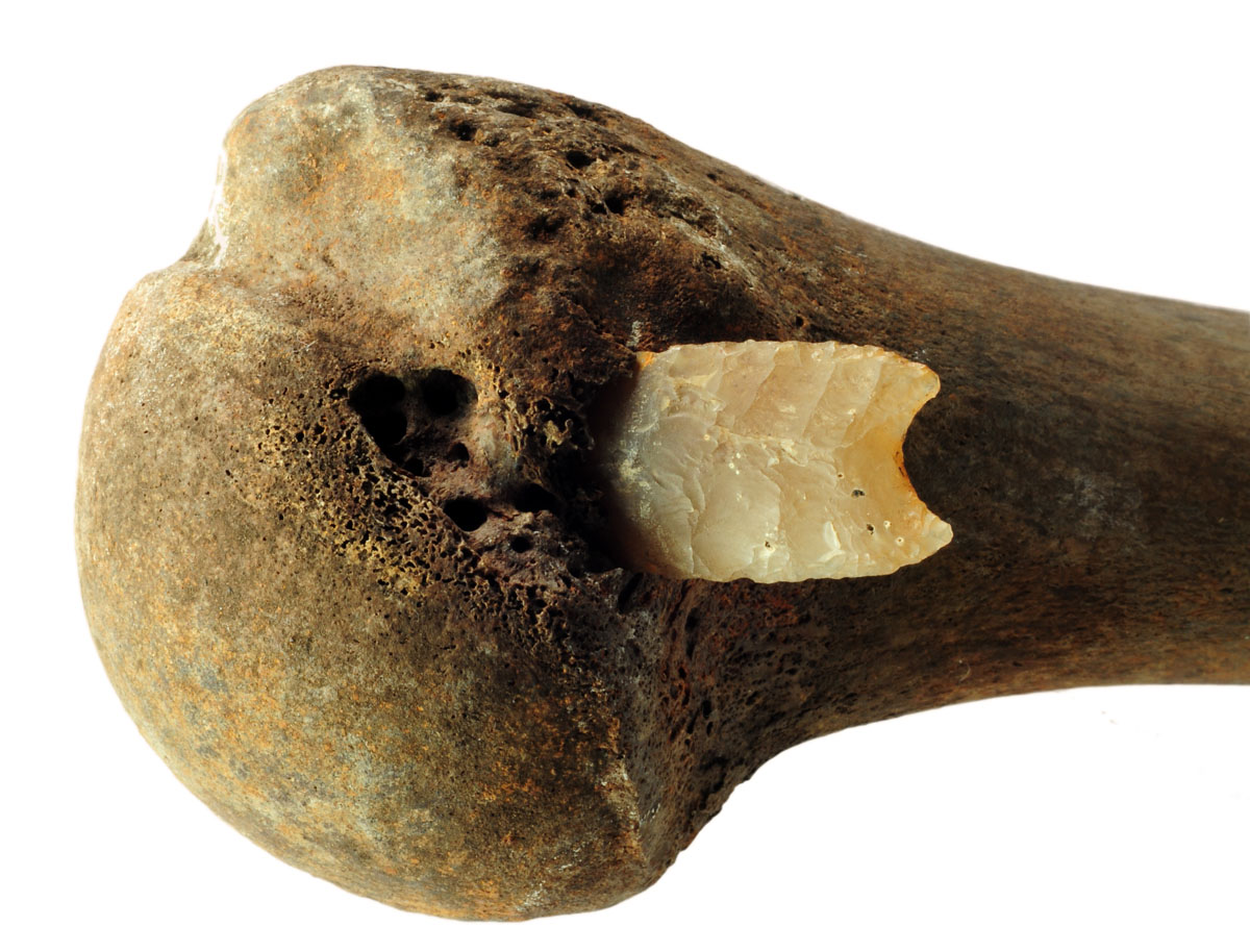 Abb. 2020_07: Der Oberarmknochen, in dem eine Pfeilspitze aus Feuerstein steckt, führte 1996 auf die Spur des Gewaltkonfliktes im Tollensetal. 