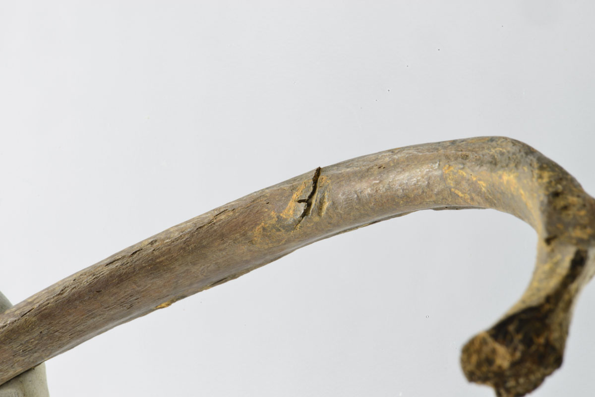 Abb. 2020_11: Mehrere Rippen zeigen feine Kerben, die auf Treffer mit Pfeilspitzen oder Stichwaffen zurückzuführen sind. Foto: LAKD M-V / LA, Sabine Suhr. Abb. 2020_11: Mehrere Rippen zeigen feine Kerben, die auf Treffer mit Pfeilspitzen oder Stichwaffen zurückzuführen sind.
