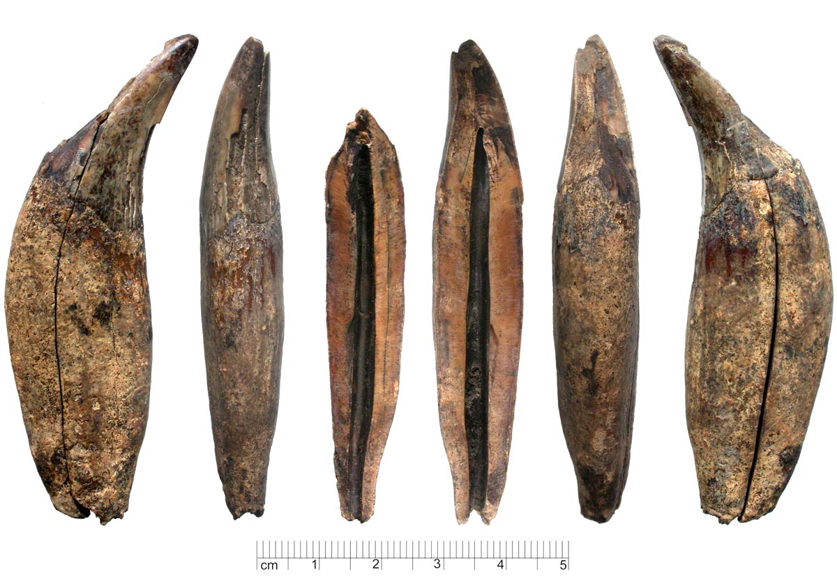 Abbildung 1: Hansestadt Rostock, Flurbezirk 1, Fpl. 541, Befund 220: Rechter oberer Eckzahn eines Braunbären (Ursus arctos), Mitte 13. Jahrhundert.