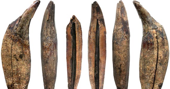 Abbildung 1: Hansestadt Rostock, Flurbezirk 1, Fpl. 541, Befund 220: Rechter oberer Eckzahn eines Braunbären (Ursus arctos), Mitte 13. Jahrhundert.