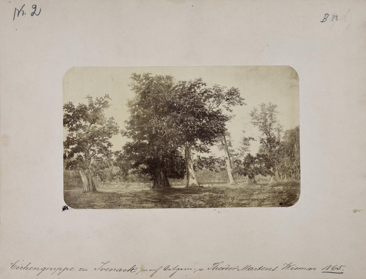 Abb. 1: Eichengruppe zu Ivenack nach Ölgemälde von Theodor Martens, Wismar 1865 (LAMV, 13.1-1/1, Ivenack 2) Abb. 1: Eichengruppe zu Ivenack nach Ölgemälde von Theodor Martens, Wismar 1865