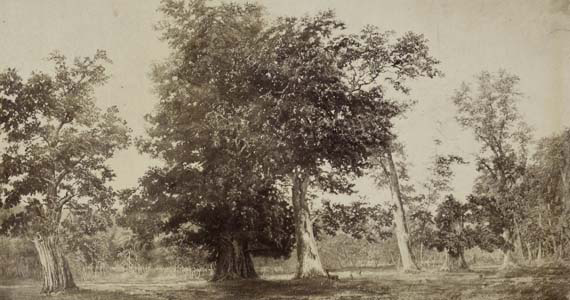 Abb. 1: Eichengruppe zu Ivenack nach Ölgemälde von Theodor Martens, Wismar 1865