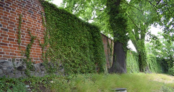 Abb. 1. Parchim (Lkr. Ludwigslust-Parchim), Stadtbefestigung, Wallanlage, 2021.